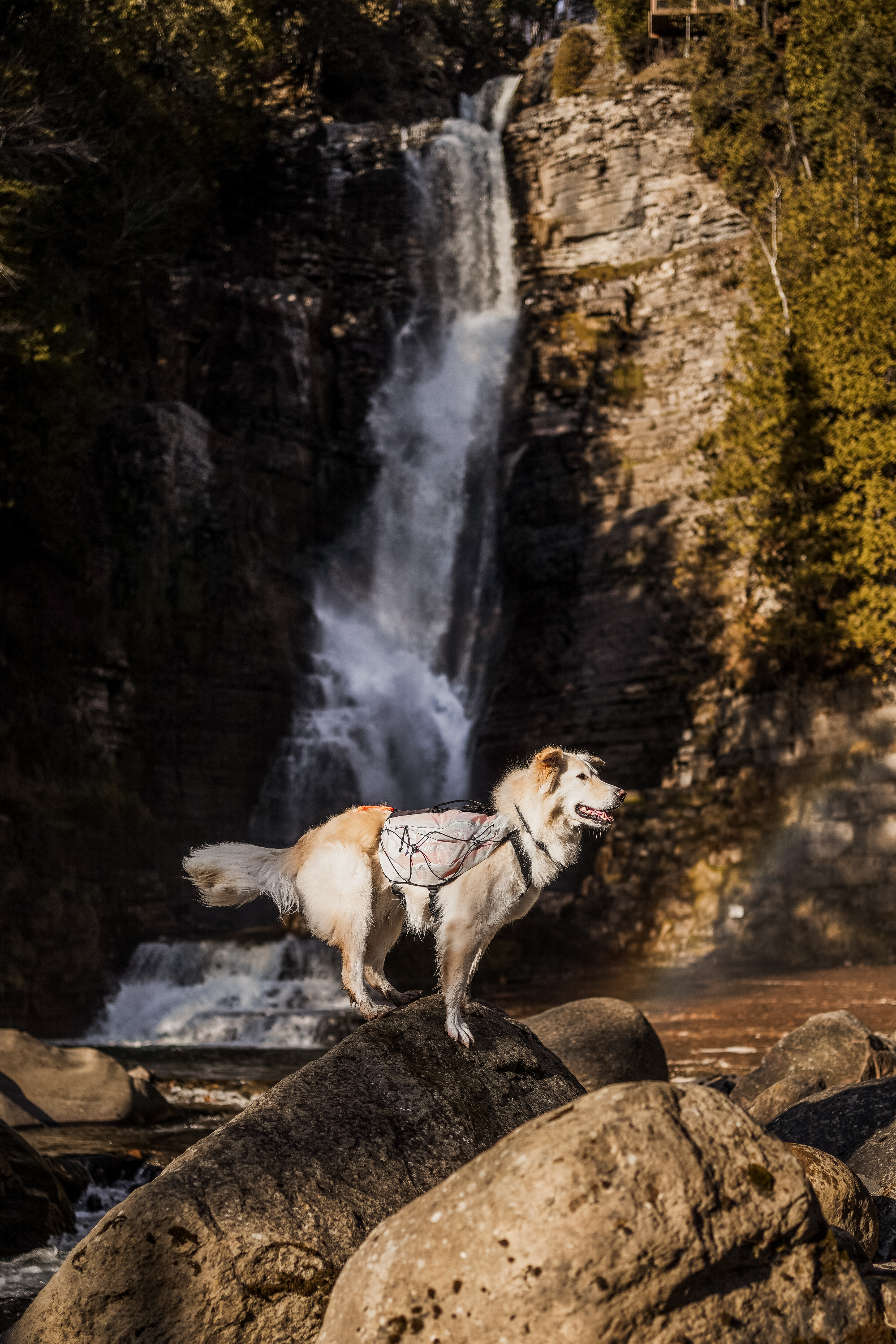 Non-stop Trail light dog backpack -  klövjeväska för hund - 10