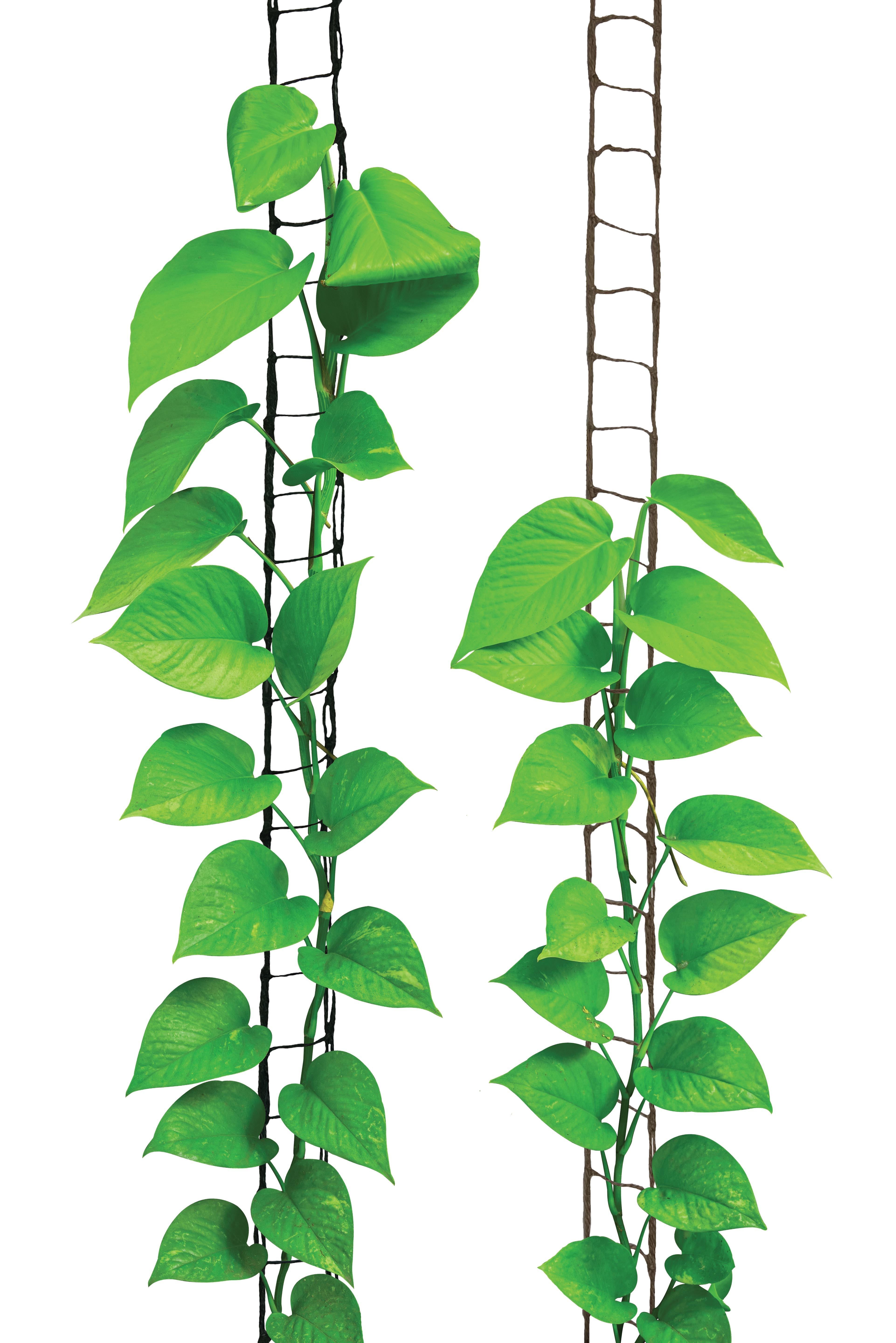 Jutenät Plant Ladder - 3m