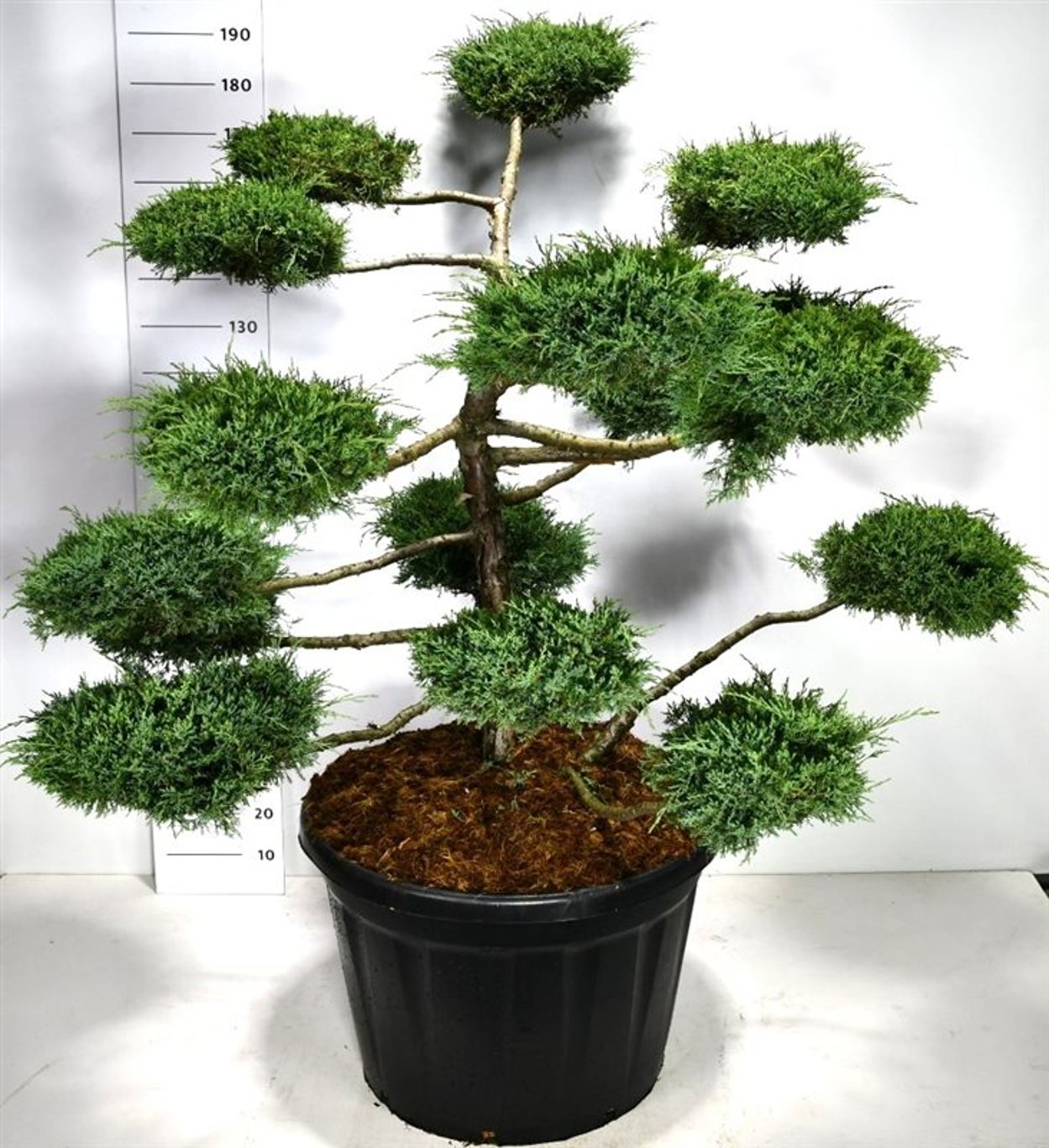 Juniperus media 'Hetzii' 125-150 cm cm. Bonsai