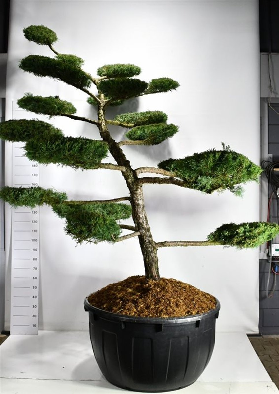 Juniperus media 'Hetzii' 200-250cm cm. Bonsai
