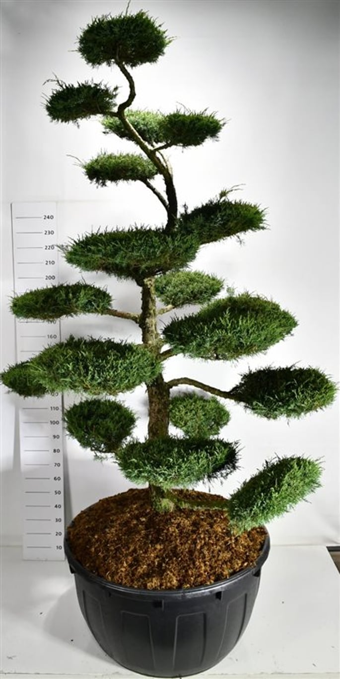 Juniperus media 'Hetzii' 225-250cm cm. Bonsai