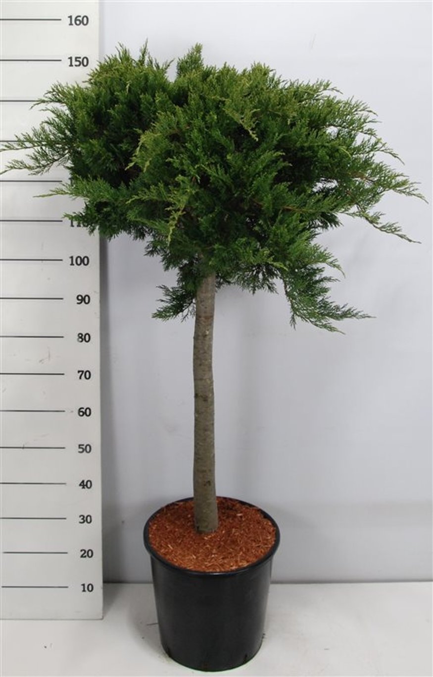Juniperus sabina 'Tamariscifolia' 290080 cm. Stam