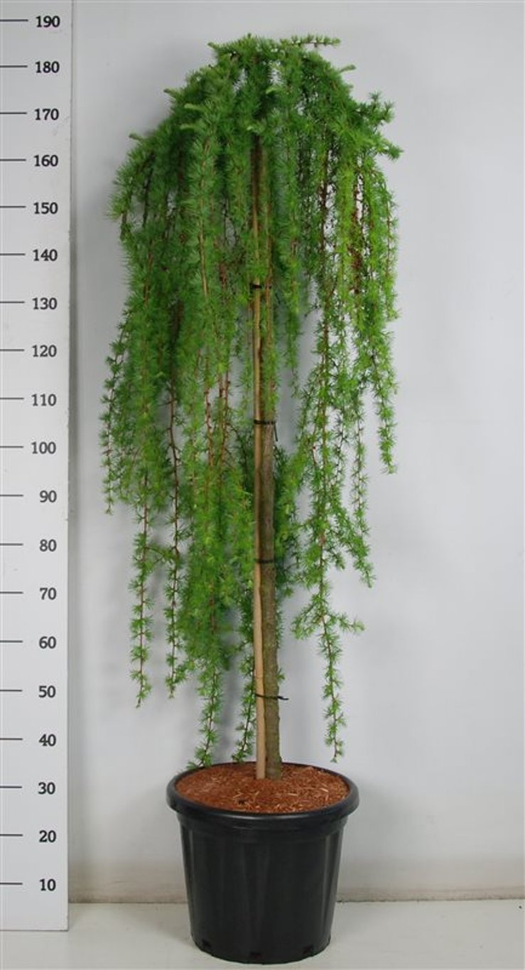Larix kaempf. 'Stiff Weeper'  150 cm. Stam