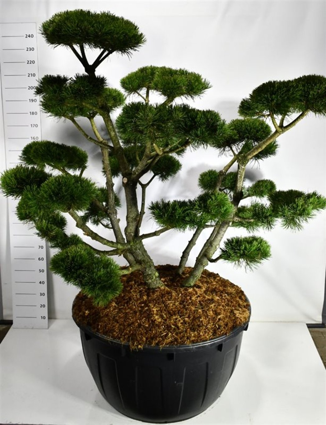 Pinus mugo Gnom  175-200 cm. 