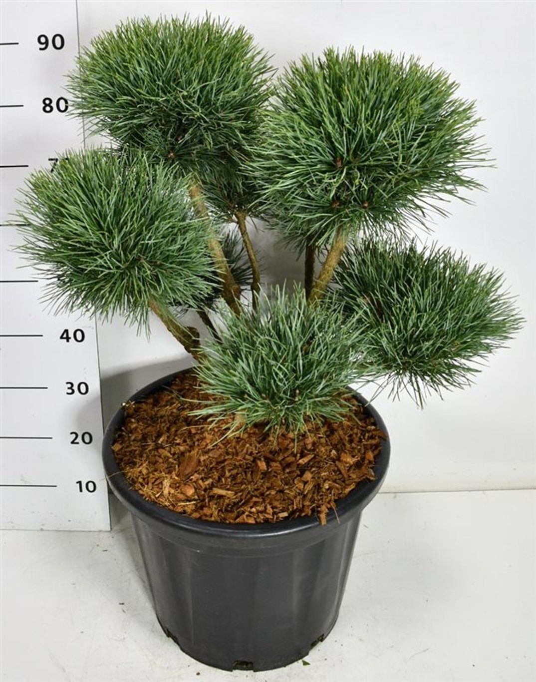 Pinus sylv. 'Watereri' Bonsai 50-60 cm