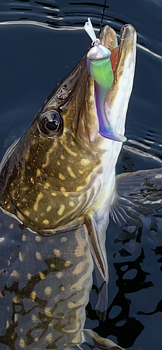 ZMAN MINNOWZ 3inch - Lila Tod - 6 PACK