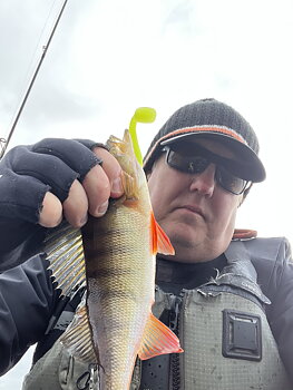ZMAN MINNOWZ 3inch - Hot Chartreuse - 6 PACK
