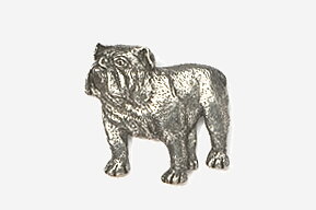 Pin Engelsk bulldog