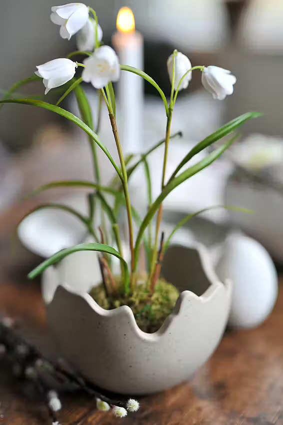 palmlilie variegata Jetzt Palmlilie 'Variegata' online kaufen bei Bohlken Pflanzenversand   Bohlken Pflanzenversand GbR