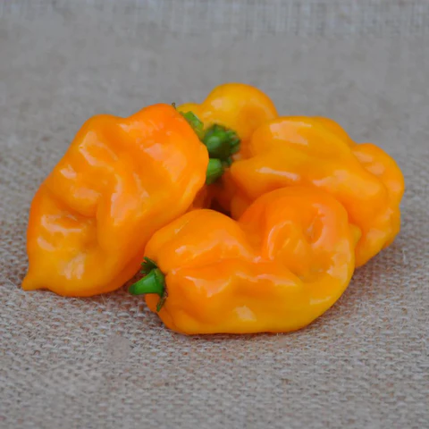 Chili - Yellow scorpion