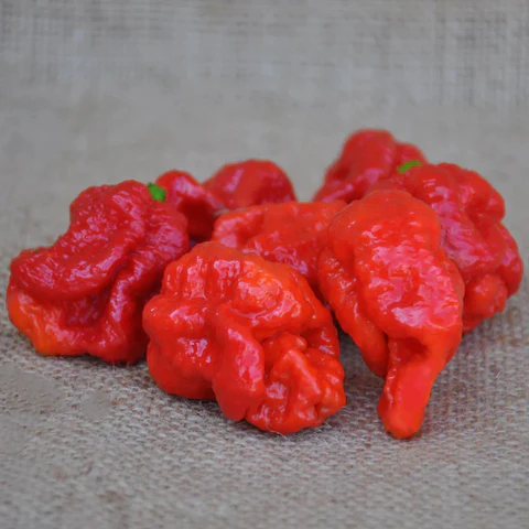 Chili - Red Scorpion
