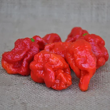 Chili - Red Scorpion