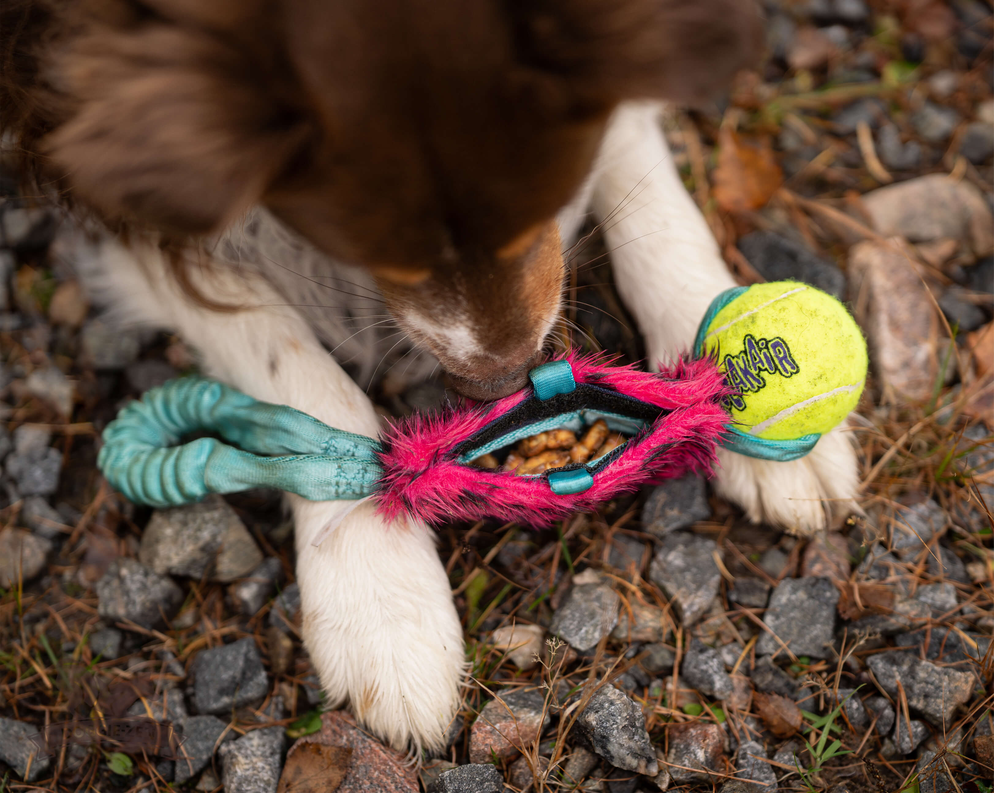 Elastisk fickbelöningskampis med KONG Air pipboll - 5