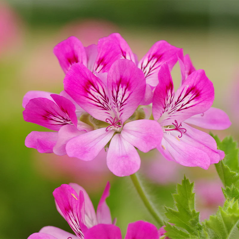Geranium eterisk olja 5ml EKO, Crearome - 2