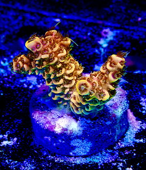 Acropora Millepora OOL Lava Jewel