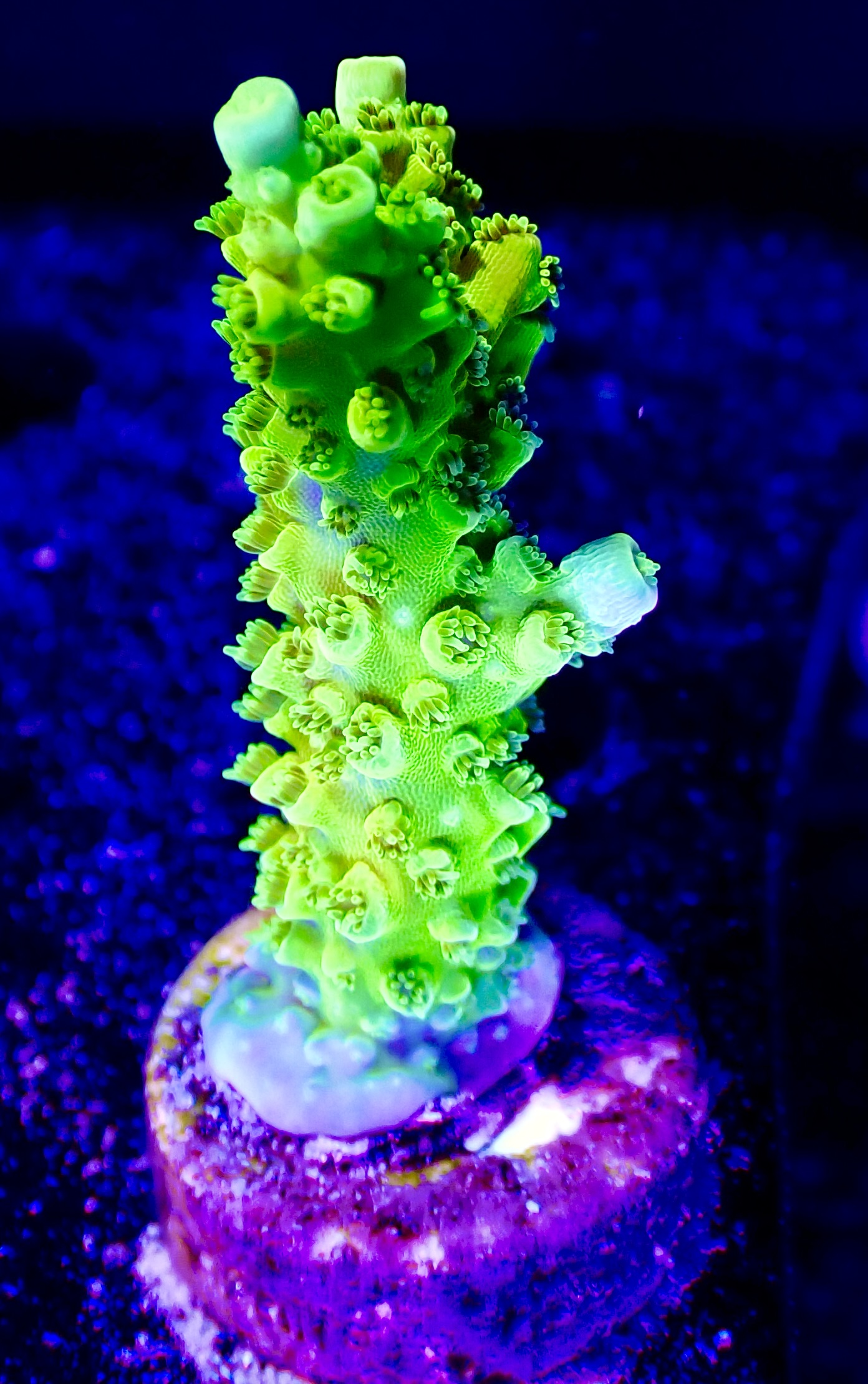 Acropora spp. OOL Kryptonite