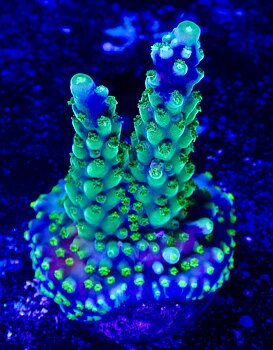 Acropora spp. OOL Blue Lagoon