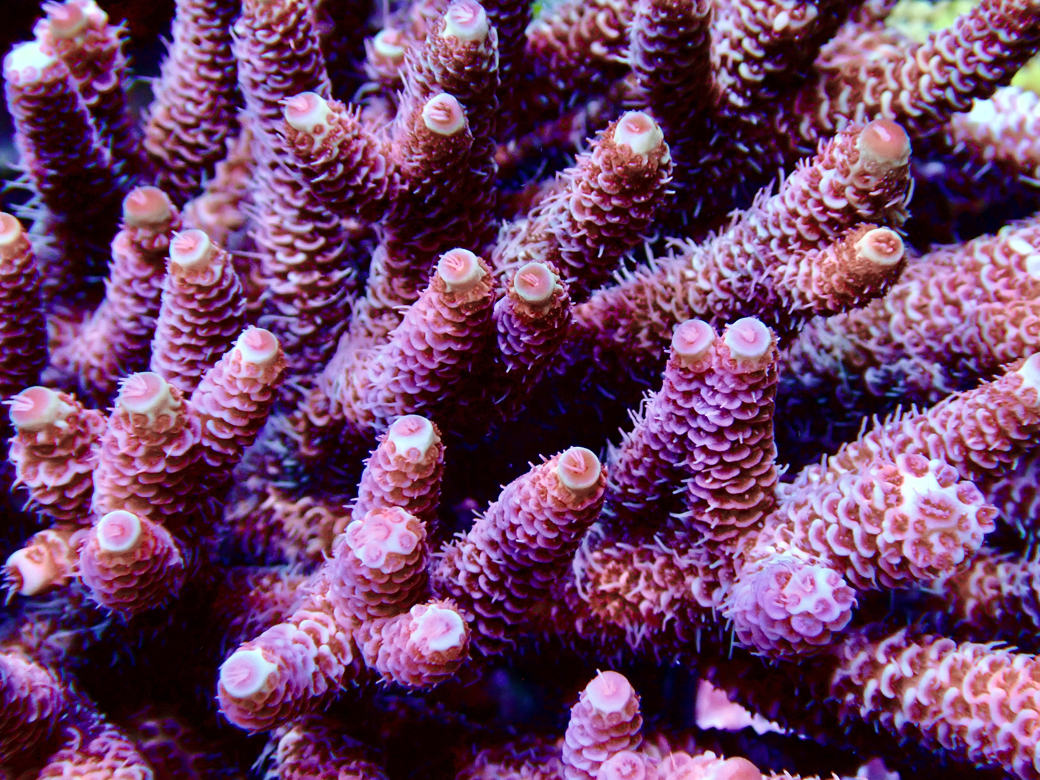 Acropora Millepora  OOL Terra Blaze