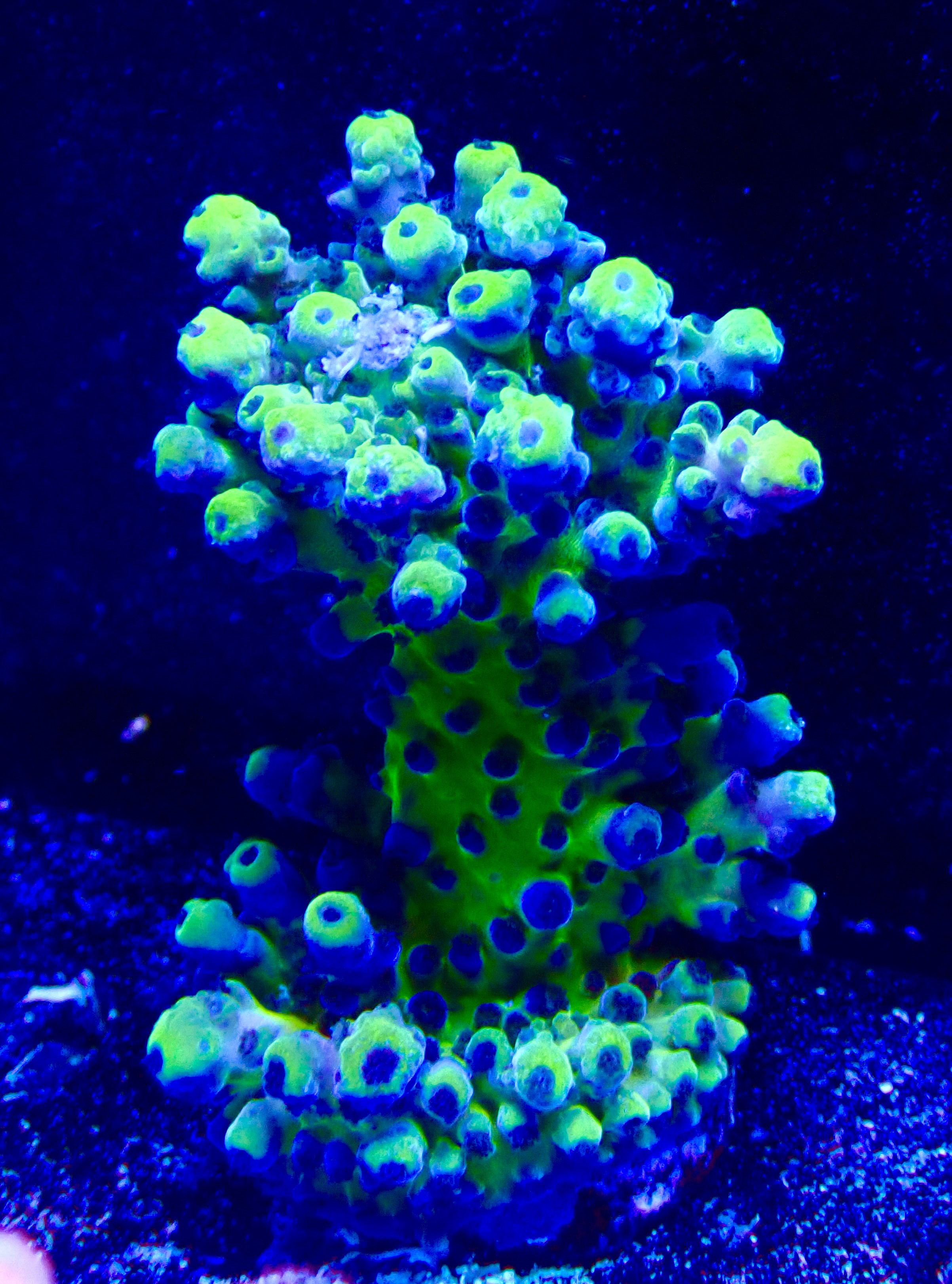 Acropora spp. OOL Electric Miyagi
