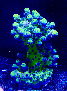 Acropora spp. OOL Electric Miyagi