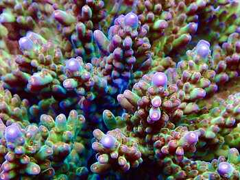 Acropora Latistella OOL Psychedelic