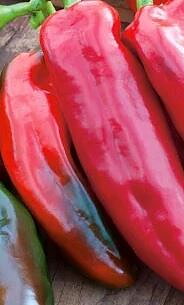 Paprika Cuerno de Toro Röd
