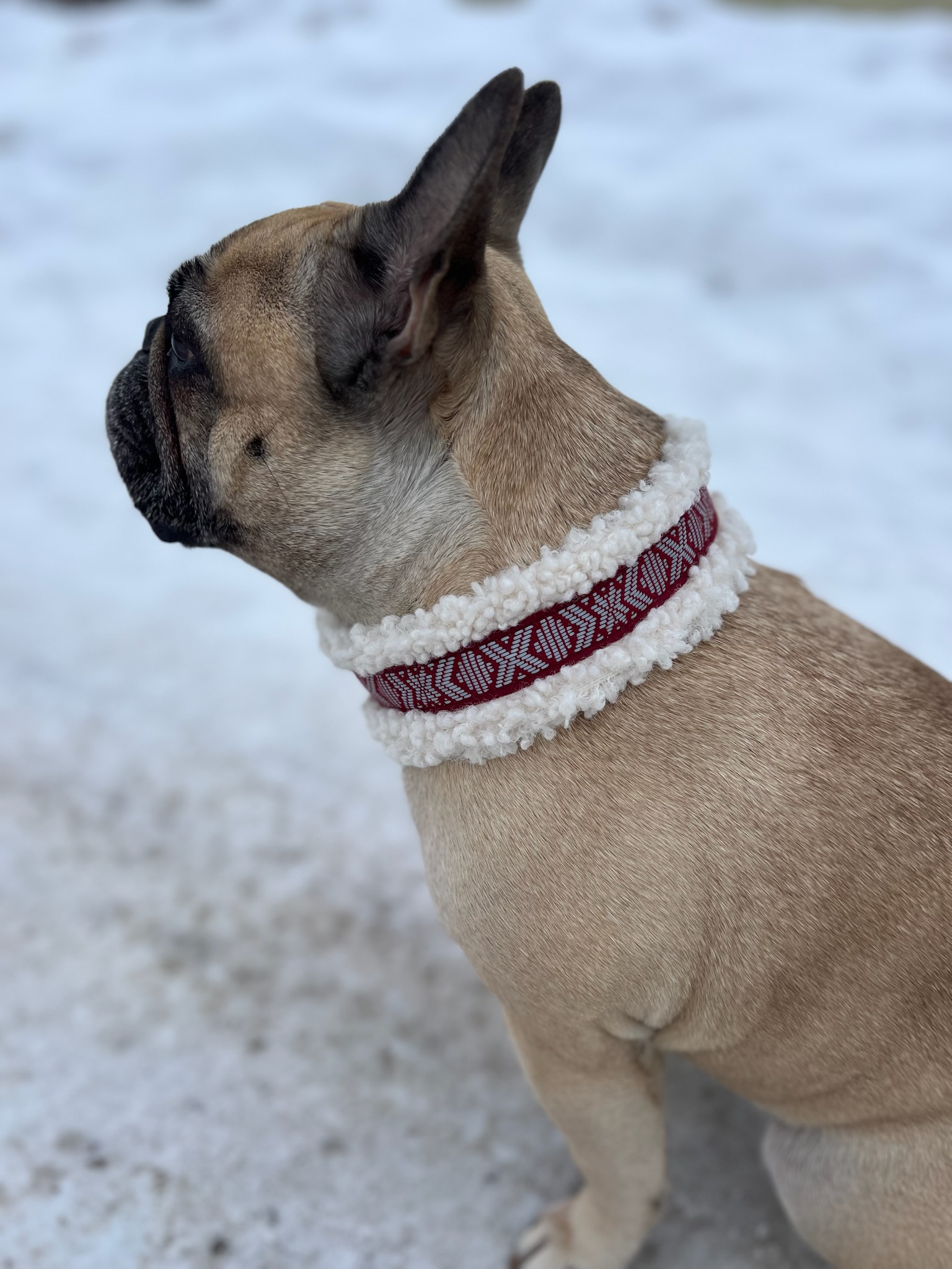 Dog collar teddy