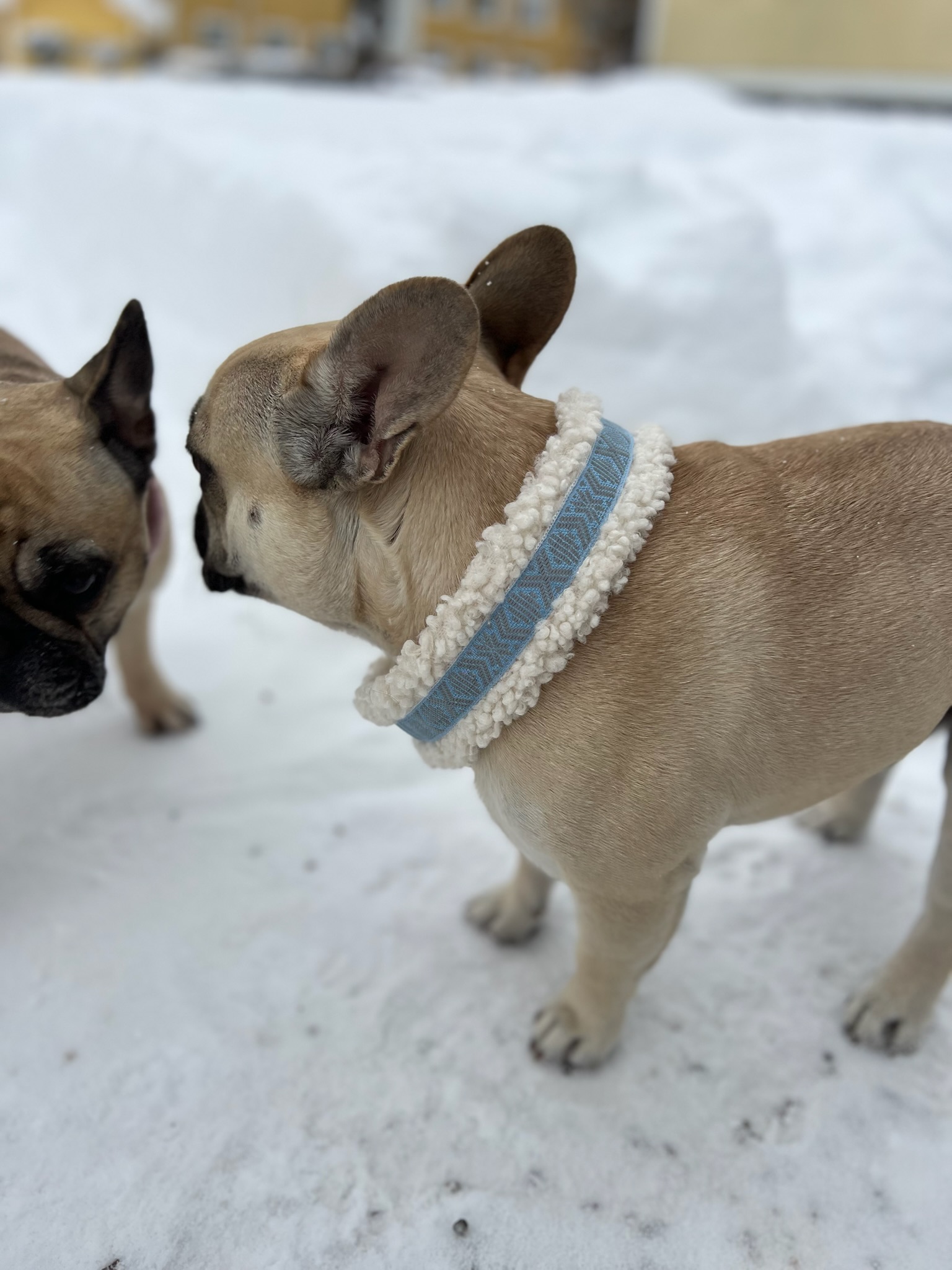 Dog collar teddy - 3