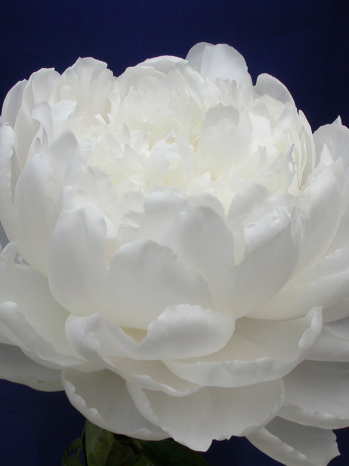 White Sarah Bernardt