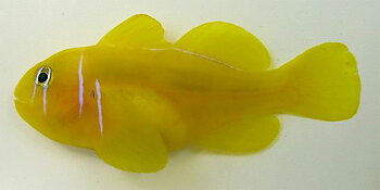 Gobiodon citrinus (reef safe)