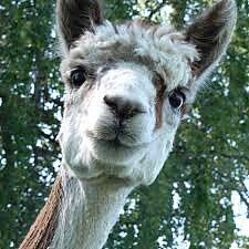 Alpackapromenad – Barn 5–12 år