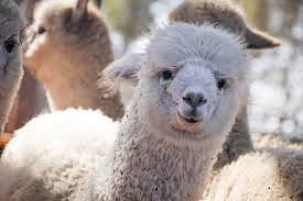 Visning av alpacka – Vuxen/Ungdom 12+