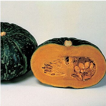 Japansk Pumpa “Super Delite”