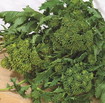 San Marzano “Curly Turnip Tops” Blad och skott från Majrova