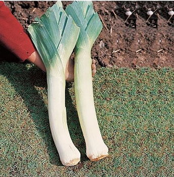 Purjolök “Carentan 2”