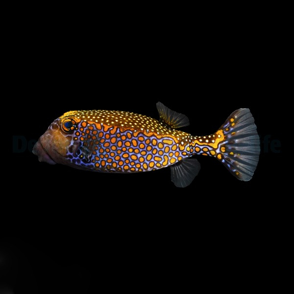 Ostracion meleagris Male