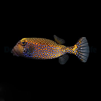 Ostracion meleagris Hane