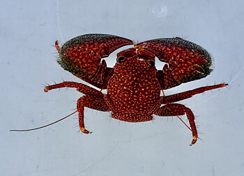 Trapezia Lutea (reef safe)