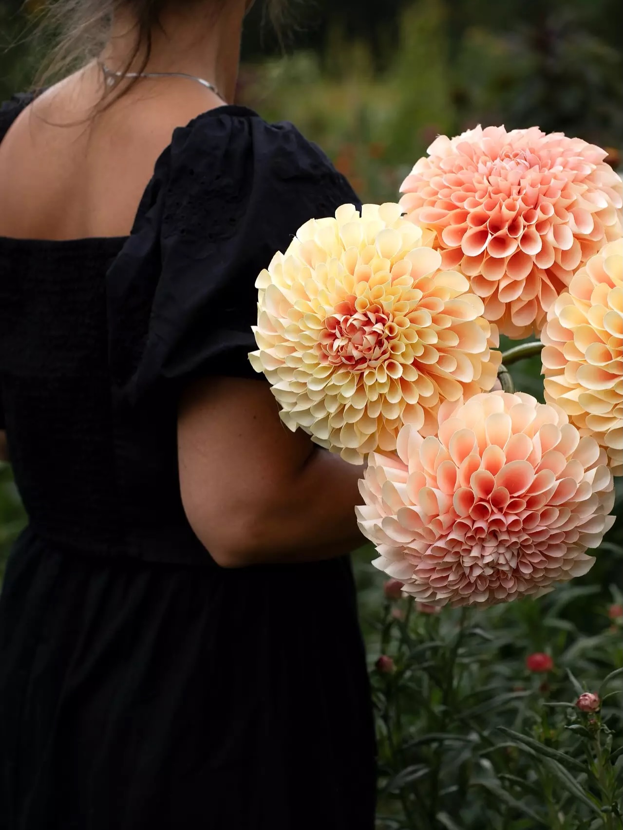 Stor Dahlia Kvist 75x20 cm - Gulrosa - 2