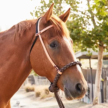 Professional's Choice® Loping Hackamore (inkl. nylontyglar)