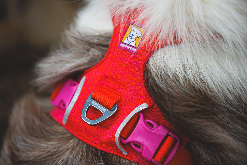 Front Range® Flex Harness-  Rose Violet - 6