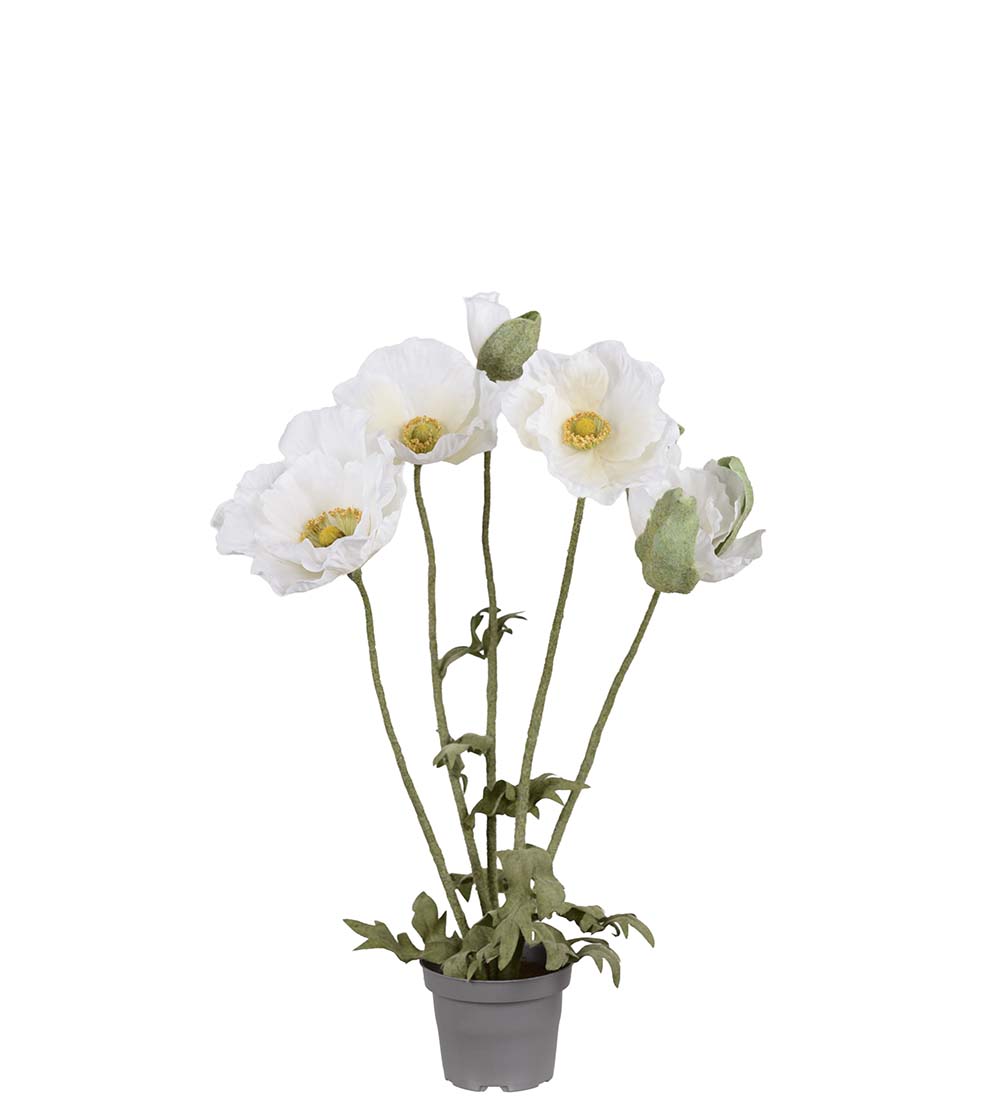 Poppy in pot - 50 cm - White - 2