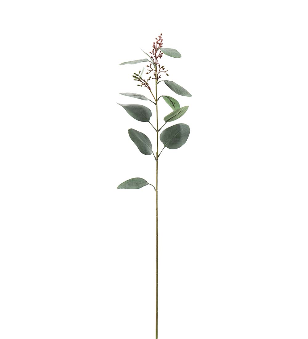 Eucalyptus - Branch - 87 cm