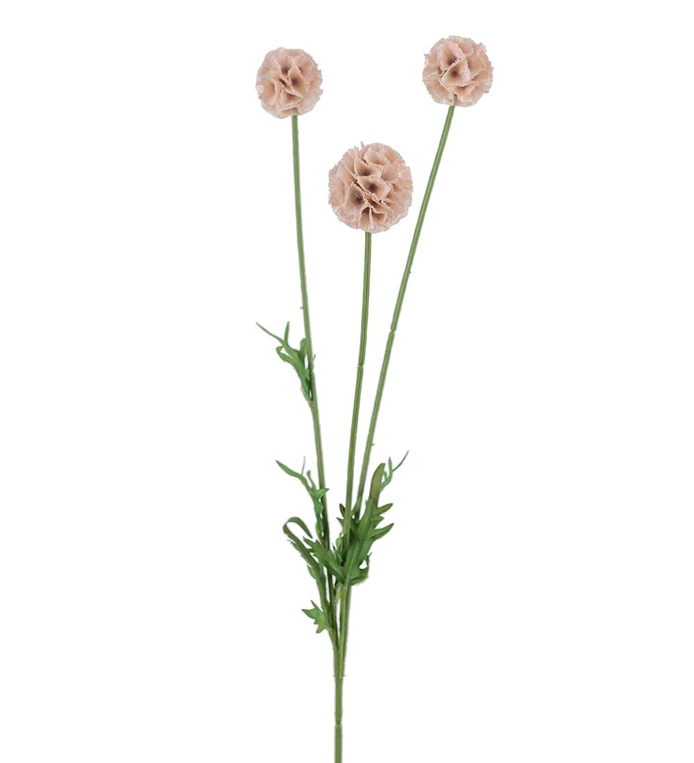 Scabiosa Stem Pink 60 cm - 2