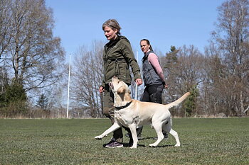 Grunder Startklass lydnad start 12 maj UTOMHUS