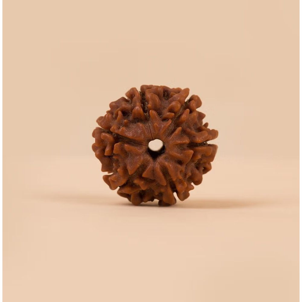 Single Rudraksh 6 Mukhi - Natural