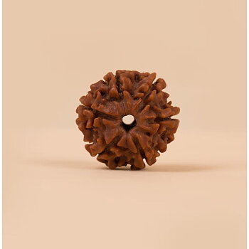 Enkelt Rudraksh 6 Mukhi - Naturlig
