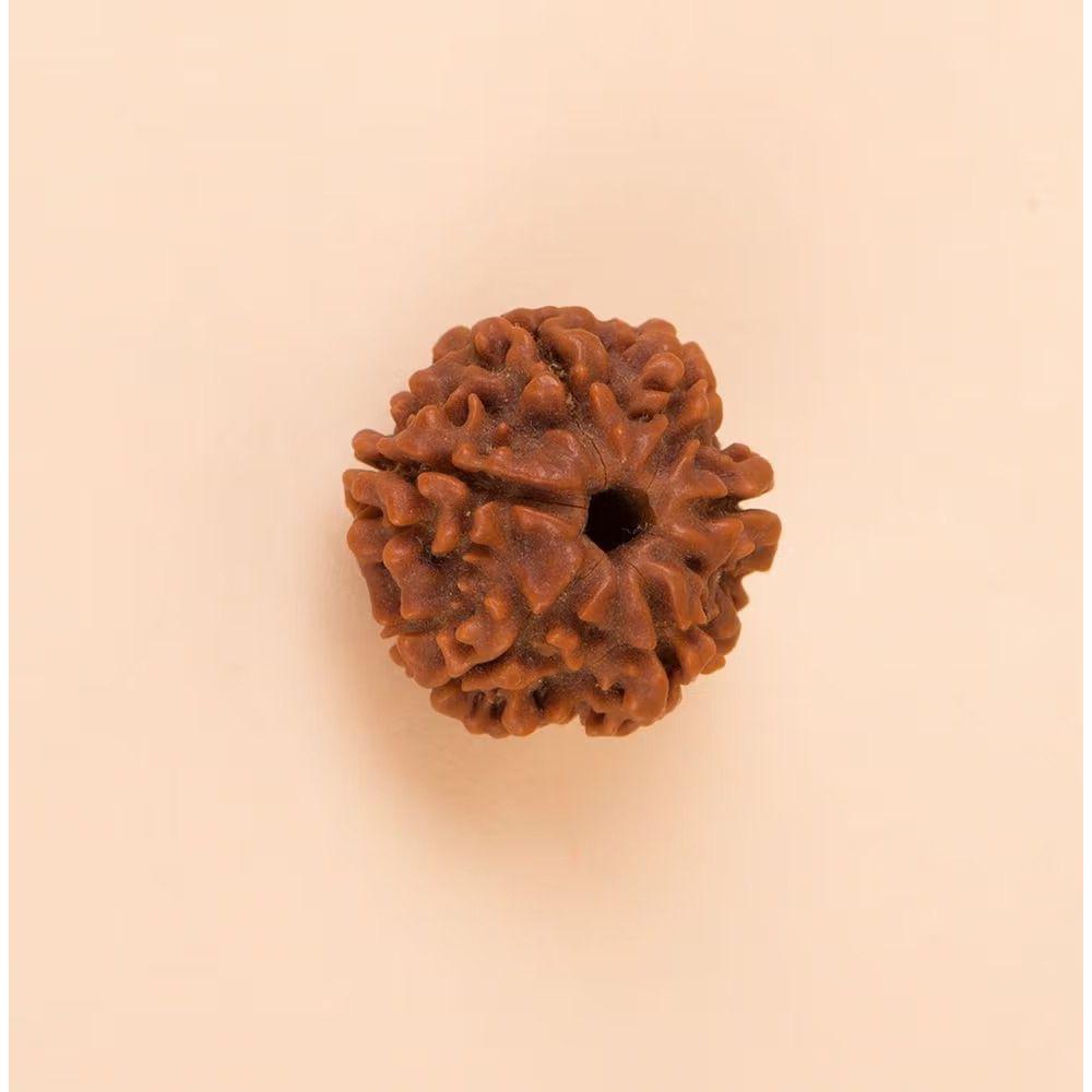 Single Rudraksh 6 Mukhi - Natural - 2