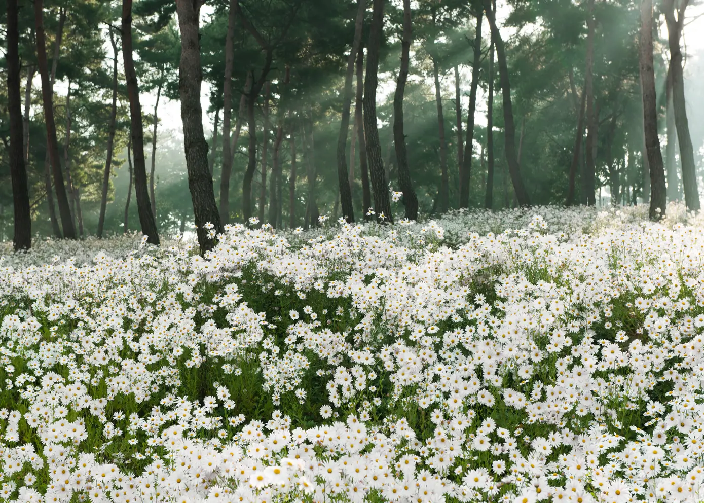 Canvas print - Daisy Field