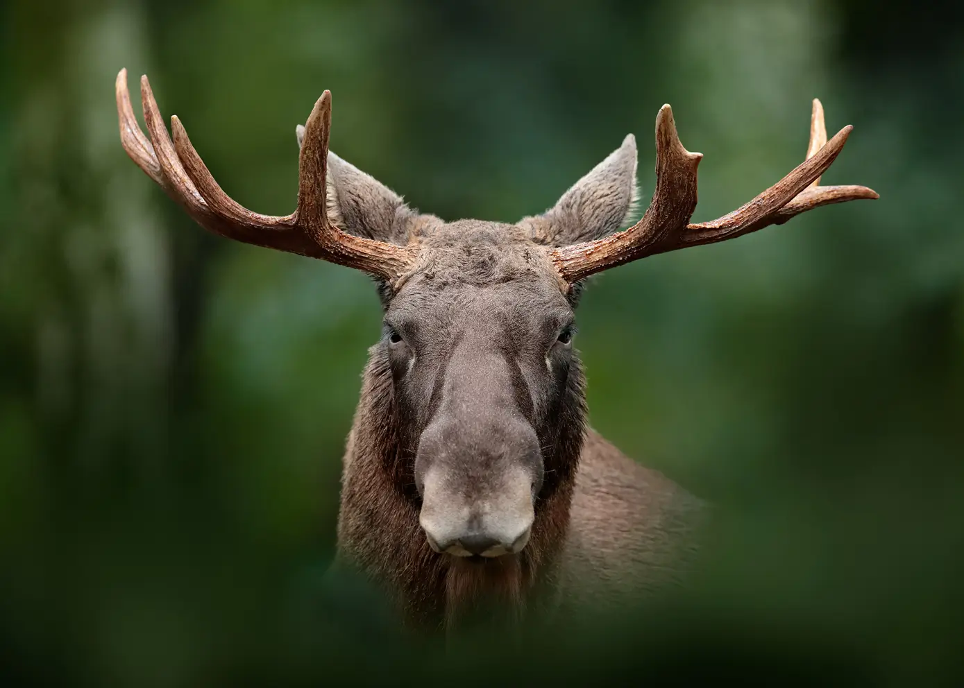 Canvas print - Moose in the Forest